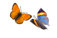 Life and Nature
