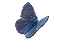Schmetterling 5_1